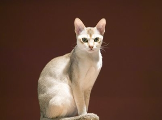 chat Singapura